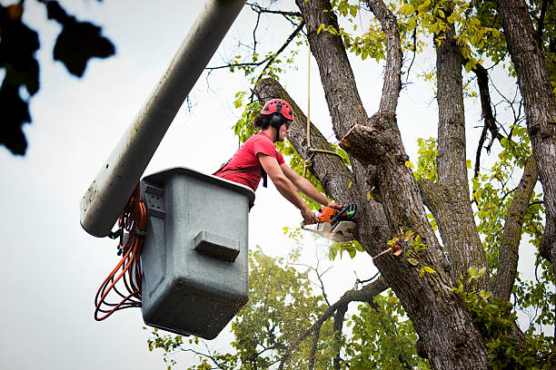 Trusted Centerville, UT Tree Removal and Landscaping Services Experts